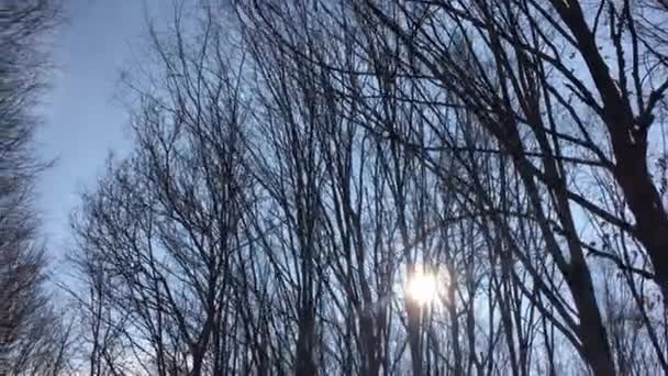 Walking Forest Road Sun Sky Sunlight Getting Tree Branches Early — Stockvideo