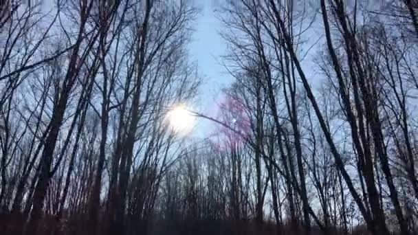 Walking Forest Road Sun Sky Sunlight Getting Tree Branches Early — Stockvideo