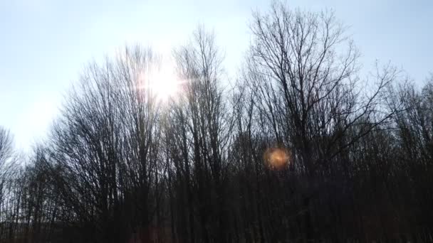 Walking Forest Road Sun Sky Sunlight Getting Tree Branches Early — Vídeo de stock