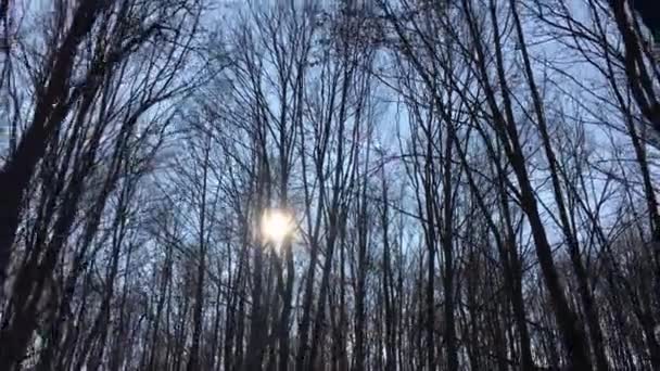 Прогулянка Лісовій Дорозі Сонцем Небі Сонячне Світло Проходить Через Гілки — стокове відео