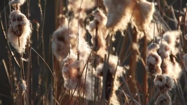 Wind Blowing Mace Reed Early Spring Season River — Vídeo de Stock