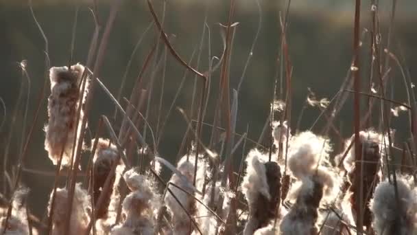 Wind Blowing Mace Reed Early Spring Season River — Video Stock