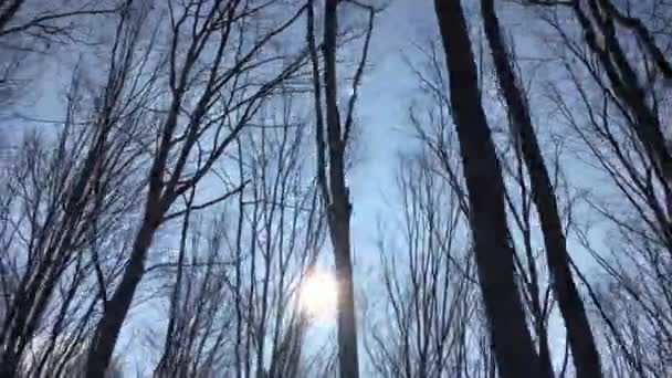 Walking Forest Road Sun Sky Sunlight Getting Tree Branches Early — Vídeo de stock