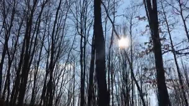 Walking Forest Road Sun Sky Sunlight Getting Tree Branches Early — Stockvideo