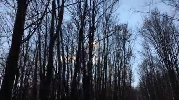 Walking Forest Road Sun Sky Sunlight Getting Tree Branches Early — Stockvideo