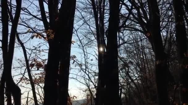 Walking Forest Road Sun Sky Sunlight Getting Tree Branches Early — Stockvideo