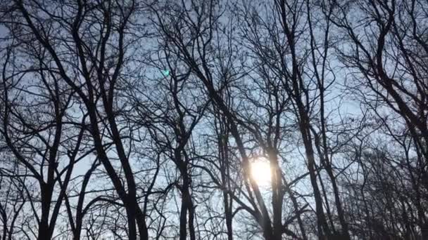 Marcher Sur Une Route Forestière Avec Soleil Levant Dans Ciel — Video