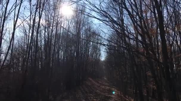 Walking Forest Road Sun Sky Sunlight Getting Tree Branches Early — Stock video