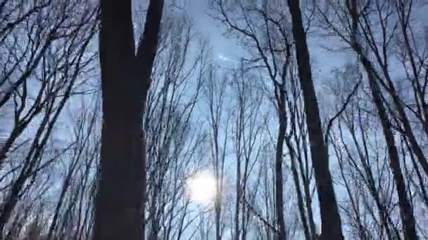 Walking Forest Road Sun Sky Sunlight Getting Tree Branches Early — Stockvideo