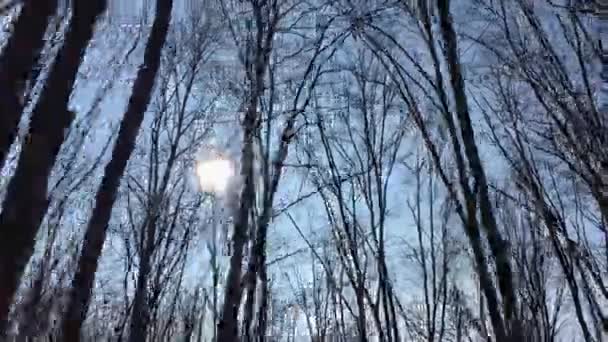 Прогулка Лесной Дороге Солнцем Небе Солнечным Светом Проходящим Через Ветви — стоковое видео