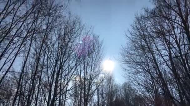 Walking Forest Road Sun Sky Sunlight Getting Tree Branches Early — Vídeo de stock