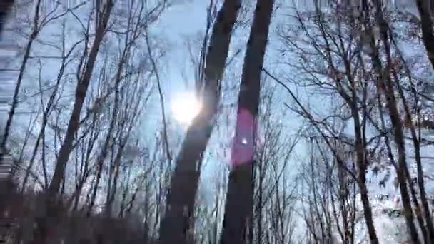 Walking Forest Road Sun Sky Sunlight Getting Tree Branches Early — Stockvideo