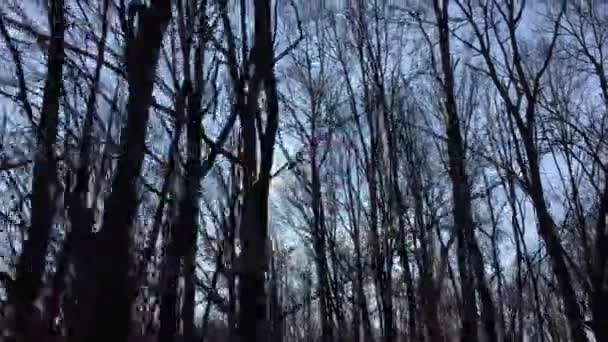 Walking Forest Road Sun Sky Sunlight Getting Tree Branches Early — Video