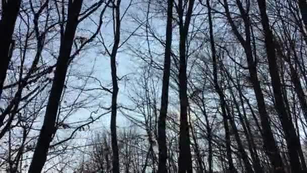 Walking Forest Road Sun Sky Sunlight Getting Tree Branches Early — Stockvideo