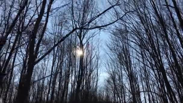 Walking Forest Road Sun Sky Sunlight Getting Tree Branches Early — Vídeo de Stock