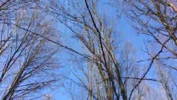 Walking Forest Road Sun Sky Sunlight Getting Tree Branches Early — Vídeo de stock