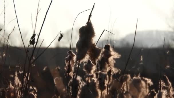 Wind Blowing Mace Reed Early Spring Season River — Stock video