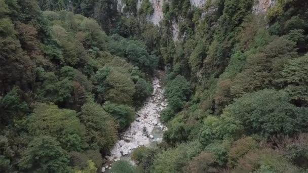 Mountain River Surrounded Green Trees Top View Forest River Beautiful — Vídeo de Stock