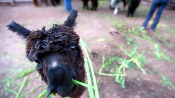 Hand Feeding Alpaca Hay Its Close Animal Grabbing Out Hand — Stock Video