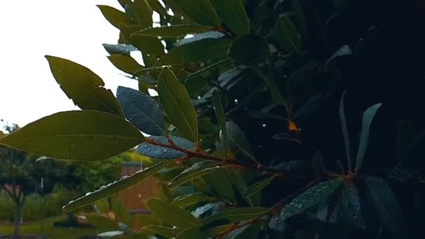 Green Leaf Frames Second Rainfall Droplets Falling Leaf — Wideo stockowe