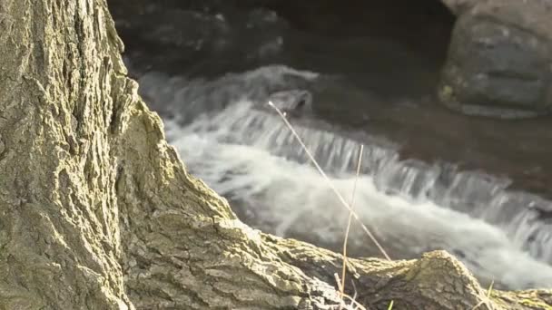 Tree Trunk Gushing Stream Background — Stockvideo