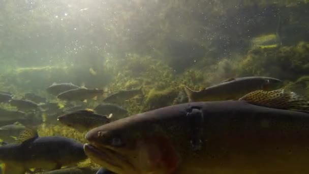 Underwater Shot Taken Pro Group Fish Fish Farm Swimming — Stockvideo