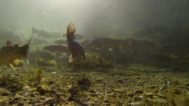 Underwater Shot Taken Pro Group Fish Fish Farm Swimming — Vídeo de Stock