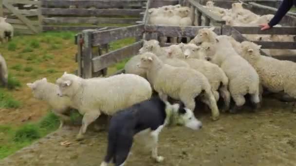 Herd Sheep Being Escorted Sheep Dogs Trip Each Other — Stock videók