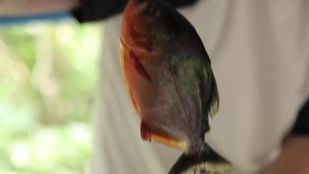 Fisherman Holding Piranha Amazon River Manaus Brazil — Vídeo de stock