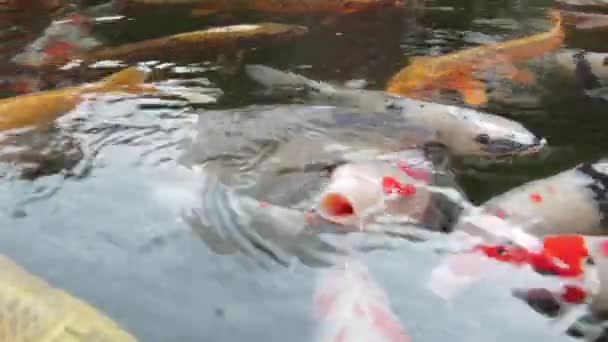 Koi Pond Full Fish Located Beautiful Garden Tokyo Japan — Stock video