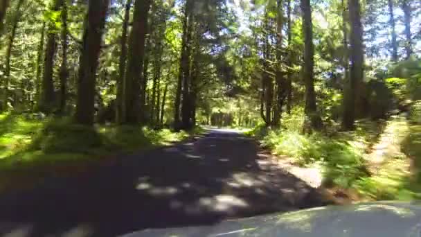 Driving Road Trees Ecola State Park Cannon Beach Coastline Oregon — 비디오