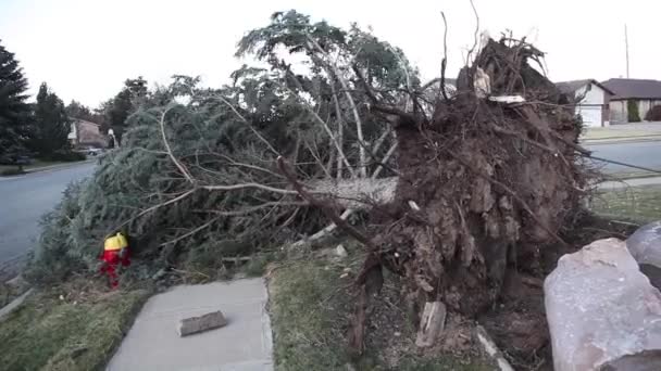 Tree Uprooted Blown Completely Middle Strong Wind Storm — Stock Video