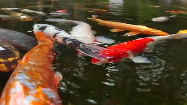 Koi Pond Full Fish Located Beautiful Garden Tokyo Japan — Stock videók