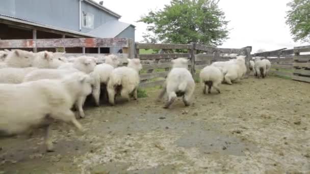 Herd Sheep Being Escorted Sheep Dogs Trip Each Other — Vídeo de stock