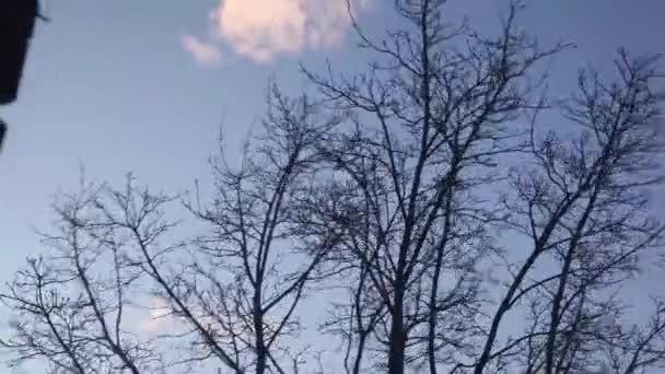 Large Tree Blowing Furiously Strong Winds — Stock Video