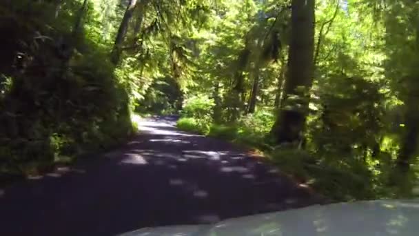 Driving Road Trees Ecola State Park Cannon Beach Coastline Oregon — 비디오
