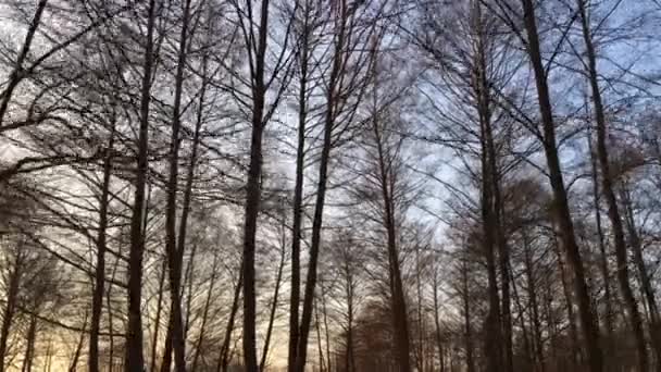 Walking Forest Road Early Spring Season Beautiful Light Coming Sunset — Video