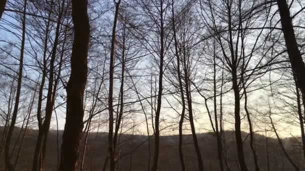 Walking Forest Road Early Spring Season Beautiful Light Coming Sunset — Vídeo de Stock