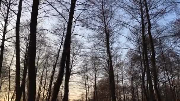 Walking Forest Road Early Spring Season Beautiful Light Coming Sunset — Vídeos de Stock