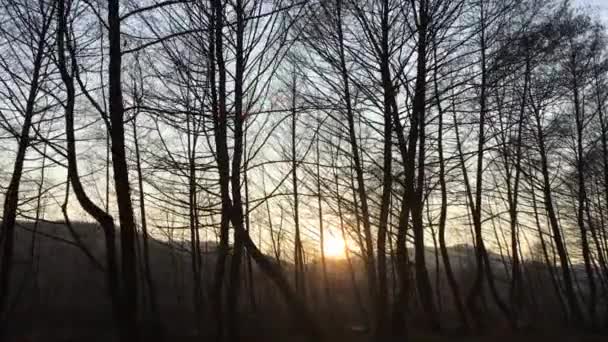 Caminando Por Camino Forestal Principios Temporada Primavera Con Hermosa Luz — Vídeos de Stock