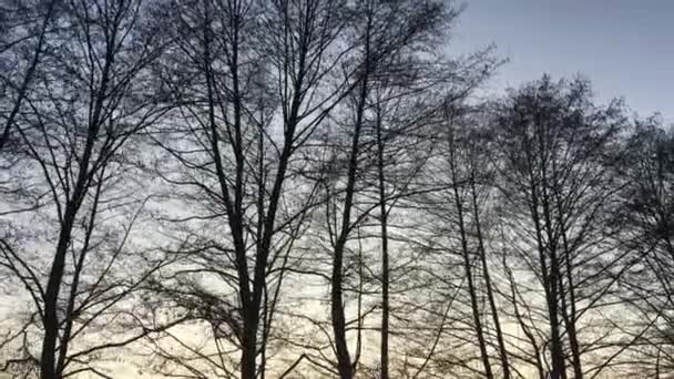 Walking Forest Road Early Spring Season Beautiful Light Coming Sunset — Vídeos de Stock