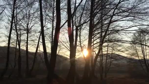 Caminando Por Camino Forestal Principios Temporada Primavera Con Hermosa Luz — Vídeos de Stock