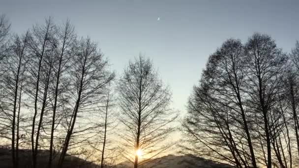 Walking Forest Road Early Spring Season Beautiful Light Coming Sunset — Vídeo de Stock