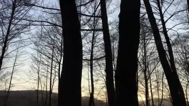 Walking Forest Road Early Spring Season Beautiful Light Coming Sunset — Stockvideo