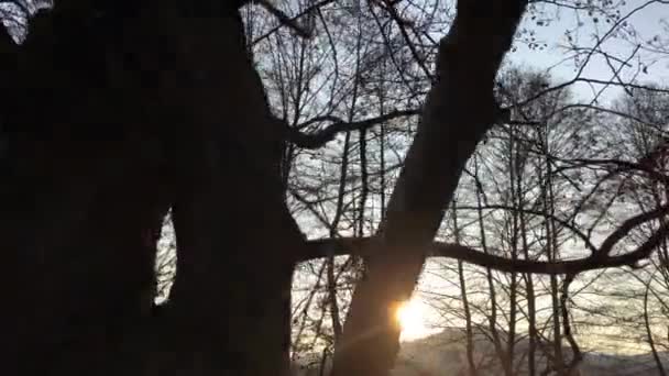 Хождение Лесной Дороге Ранняя Весна Красивый Свет Исходящий Заката — стоковое видео