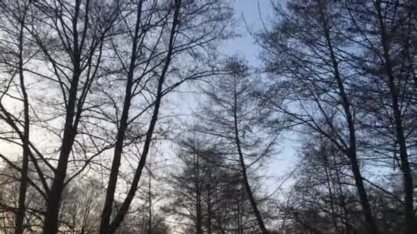 Walking Forest Road Early Spring Season Beautiful Light Coming Sunset — Video