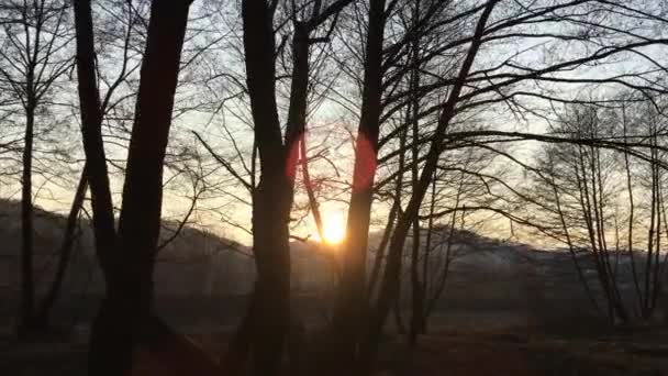 Walking Forest Road Early Spring Season Beautiful Light Coming Sunset — Stockvideo