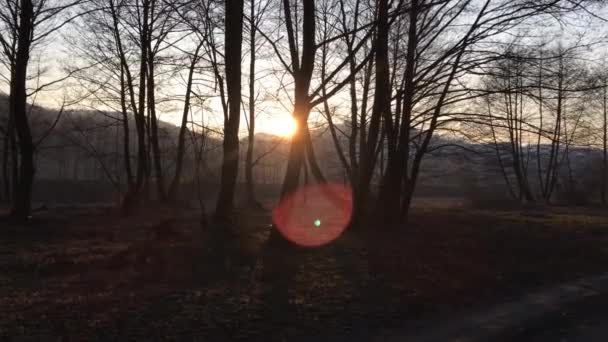 Wandelen Een Bosweg Vroege Lente Seizoen Met Prachtig Licht Komende — Stockvideo