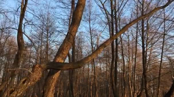 Walking Forest Road Early Spring Season Beautiful Light Coming Sunset — Stockvideo