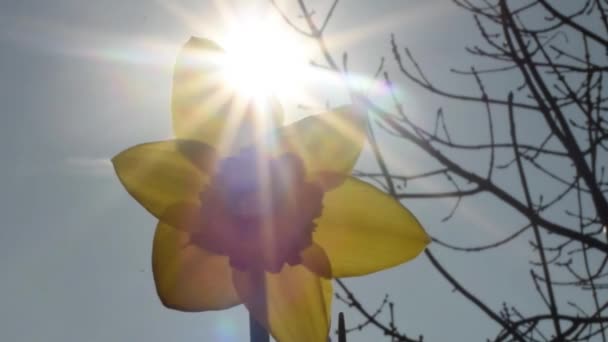 Daffodil Sunshine Blue Sky Slow Motion — Stok video